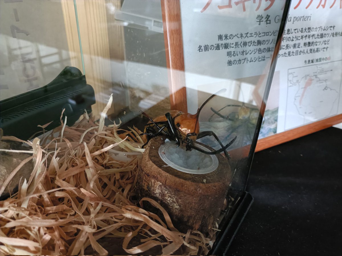 みなみさんりく発掘ミュージアム tweet media