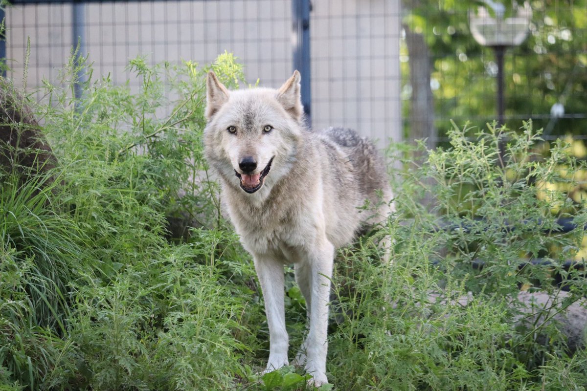 【数量限定レア】ASAHIYAMA ZOO Vol.1 コンプ & 森林オオカミ Amazon.co.jp: レアYAMA ZOO Vol.1 コンプ & 森林オオカミ