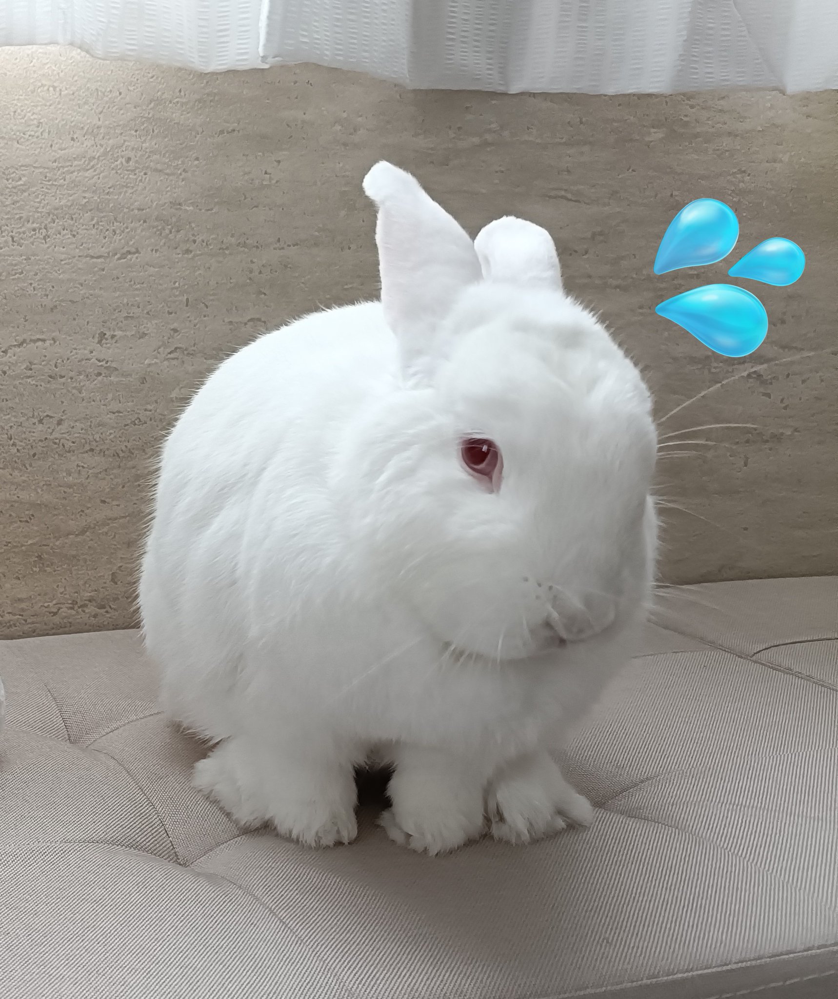 ひーちゃんホワイト 3点まとめ Milky Dot ♡ うさぎさん | BABY, THE STARS SHINE BRIGHT
