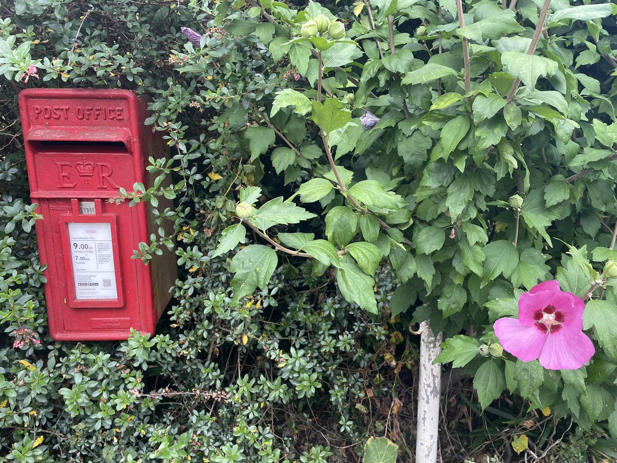 GerryHectic's tweet photo. #postboxsaturday a flower for my box #Fordingbridge #Hampshire #NotDorset https://t.co/NppU1vfqNC