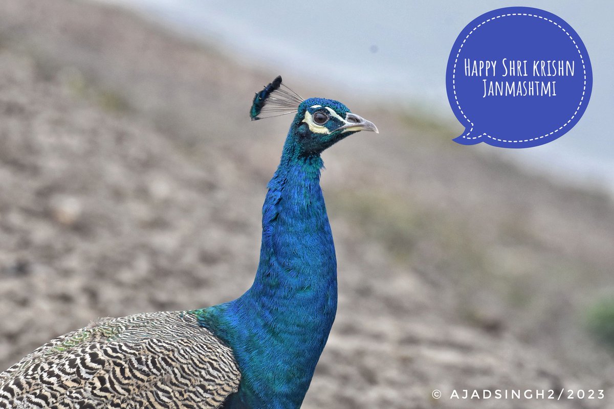 ajadsingh's tweet photo. Indian peafowl male
 (Pavo cristatus), 
मोर
#Saryuwetland
#Samdawetland 
#Ayodhya
Uttar Pradesh 

https://t.co/z6hWeExxq4

*Happy Shri Krishna Janmashtmi 
शुभ श्री कृष्ण जन्माष्टमी*
#save_peacock 
 पूजा में मोरपंख का उपयोग न करें, मोर की हत्या कर���े ही पंख बाजार में बिकने आते हैं https://t.co/F0m55KE3Cp