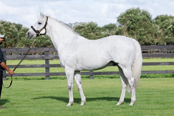 WestburyStud's tweet photo. Congrats to the @Logan__racing stable on making it three wins in a row with the #ReliableMan mare #WhiteMask at New Plymouth. Raced by her breeder @GerryHarveyNZ, #WhiteMask was given a great ride by #AmberRiddell & looks a promising stayer for the future. https://t.co/1kzVoAYy8k