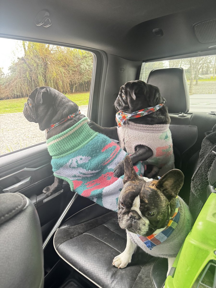 Hoy saqué a los regalones a pasear!