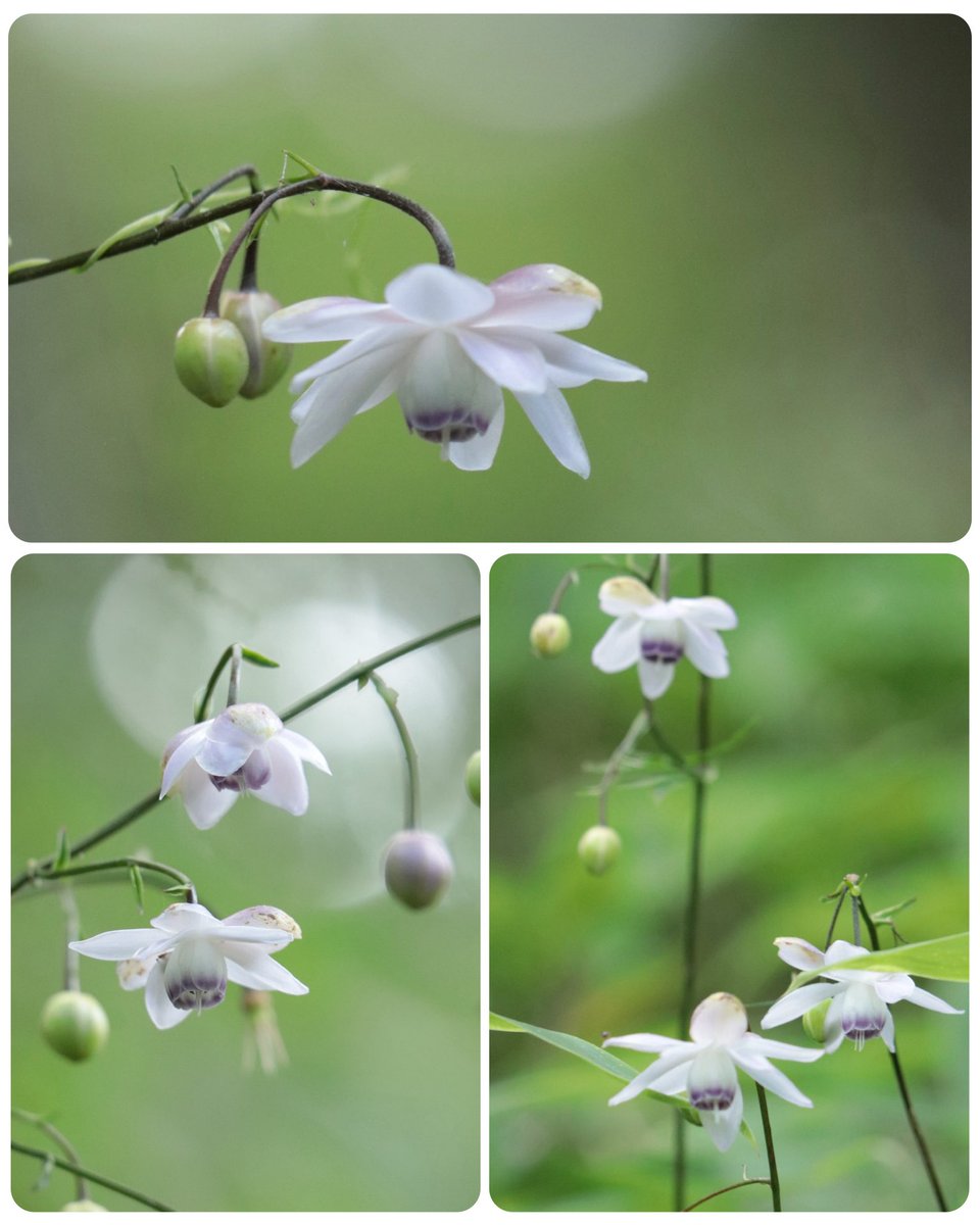 .*･ﾟ🍃࿐⋆*🍃

　儚げに
　　　　森の妖精
　　　　　　　　🌱.*･ﾟ࿐⋆*

#レンゲショウマ　#御岳山
#TLを花でいっぱいしよう