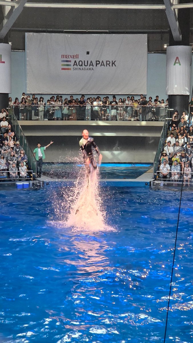 hiro_fkym's tweet image. 昨日は午後から妻と娘と品川に行きました☺
#品川プリンスホテル のレストラン #HAPUNA を17:30に予約していたので、その前に #アクアパーク品川 へ。
人が多かったですが、イルカショーは良い席で見れました😄