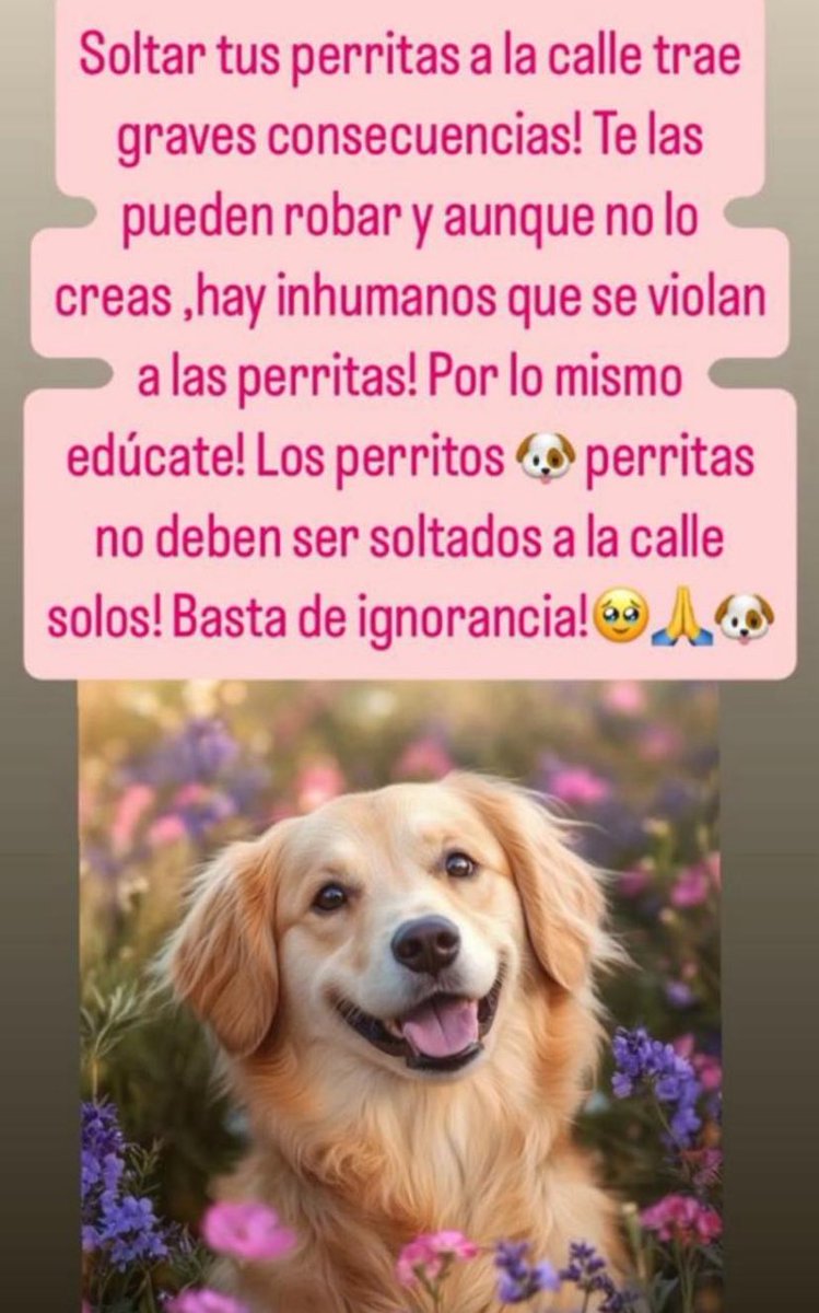 No sueltes a tus perritas solas a las calles! Duele decirlo🥹😒🐶pero hay inhumanos que se violan a las perritas! Por lo mismo cuida mucho a tus perritas y ojalá las tengan esterilízadas!!!RT buenas noches!🩵🩵🩵