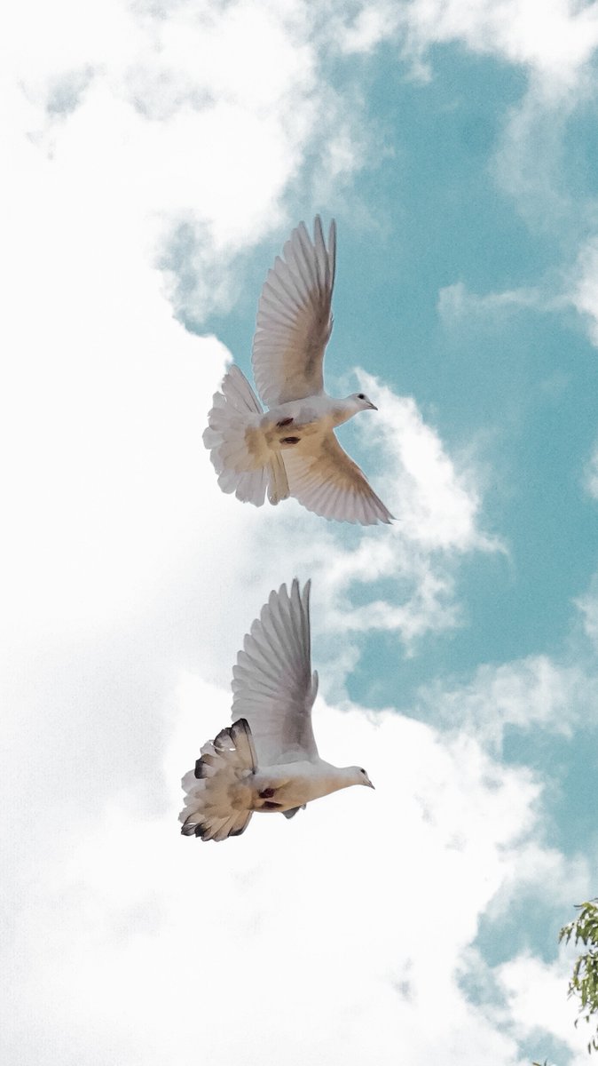 aaron_kiru's tweet photo. Fly High.

#photography #doves #lightroom #animalphotography 
#sony #animals #zoo #wildlife #wildlifephotography #animallovers https://t.co/PgAQqwp8Oe