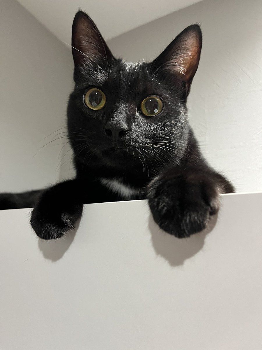 mohebu's tweet photo. 🐈🐈‍⬛　#猫 https://t.co/15m8tPBElQ