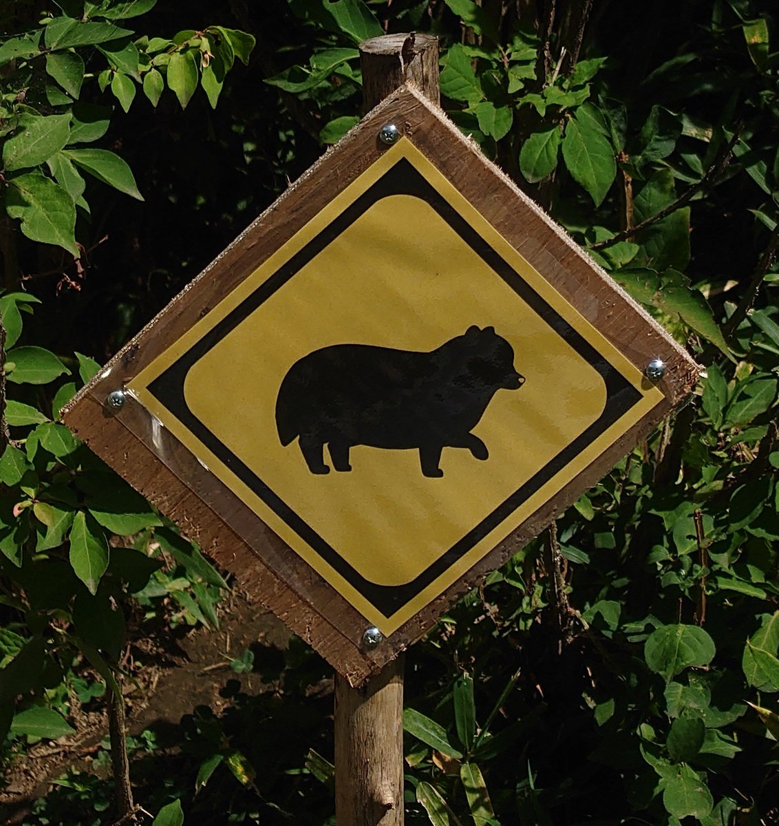 そういえば今回行ったらタヌキ舎にこんなのが設置されてたｗ
#アルプス公園 #ホンドタヌキ