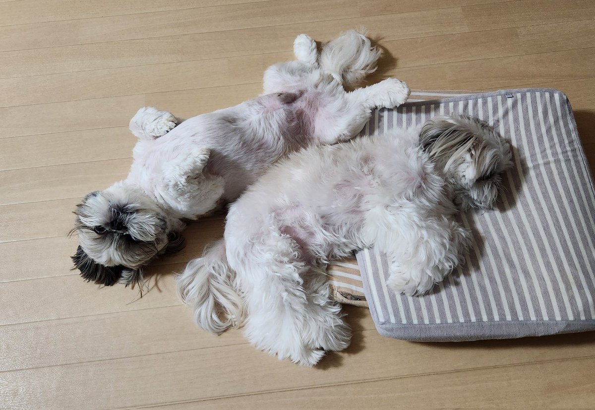 シーズー犬 ししまる&ちゃちゃまる (@shishimaru521) / Posts / X