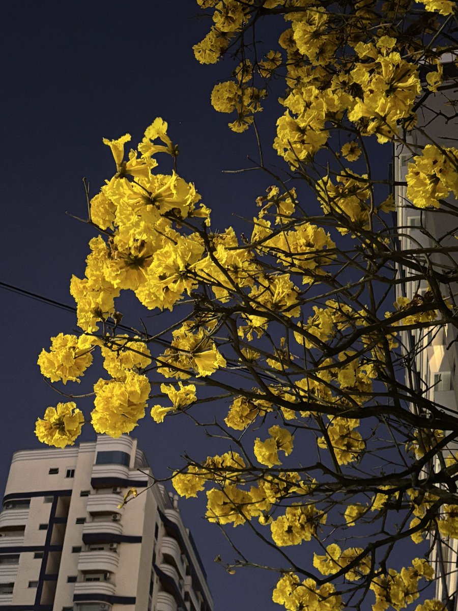 executorbushi's tweet image. This Minor Erdtree in front of my house fascinates me.

*The Executor gazes at the wonderful Minor Erdtree*

...