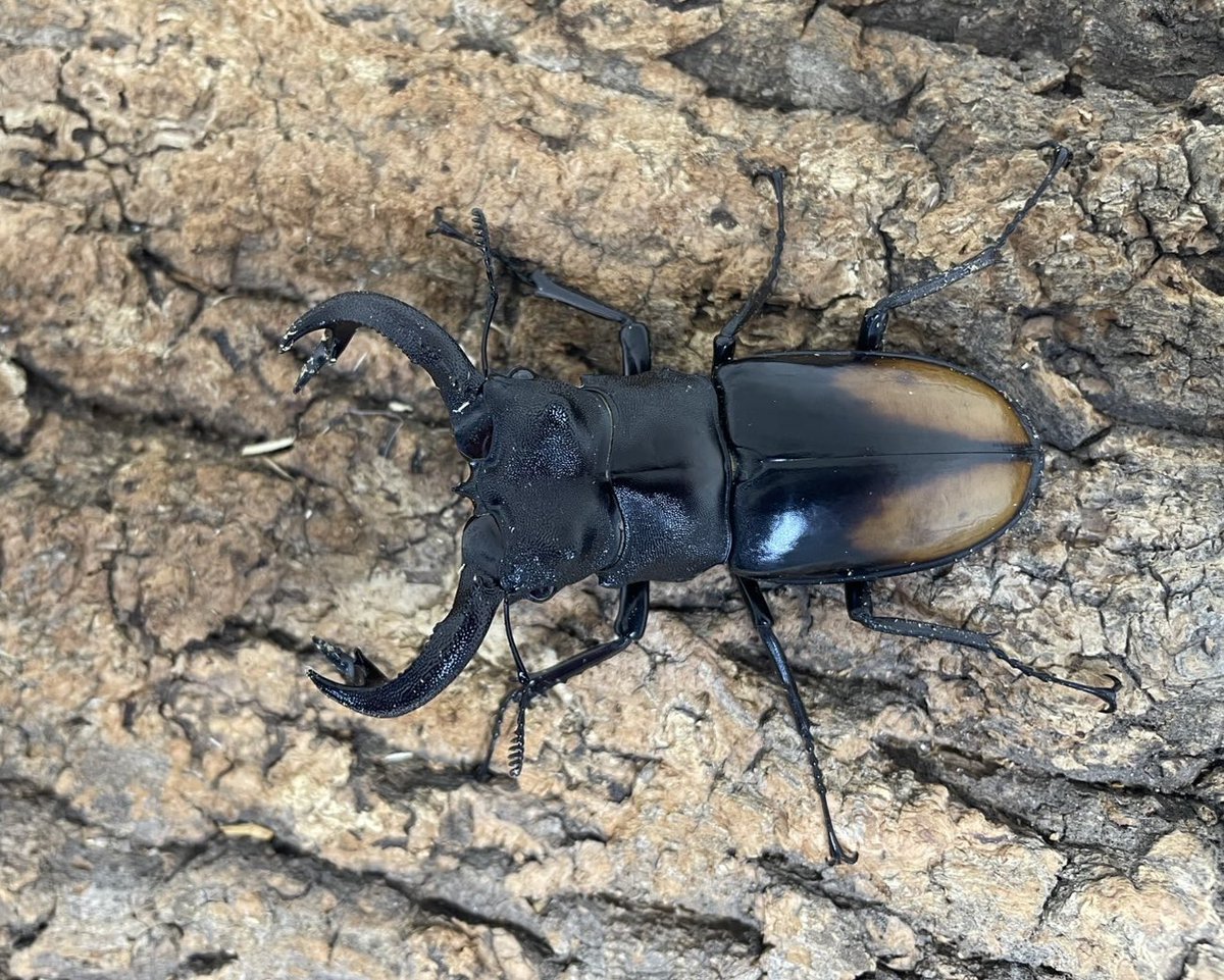 レイ・インセクト・ショップ 国産外国産カブトムシ・クワガタムシ等昆虫専門店カラーズ