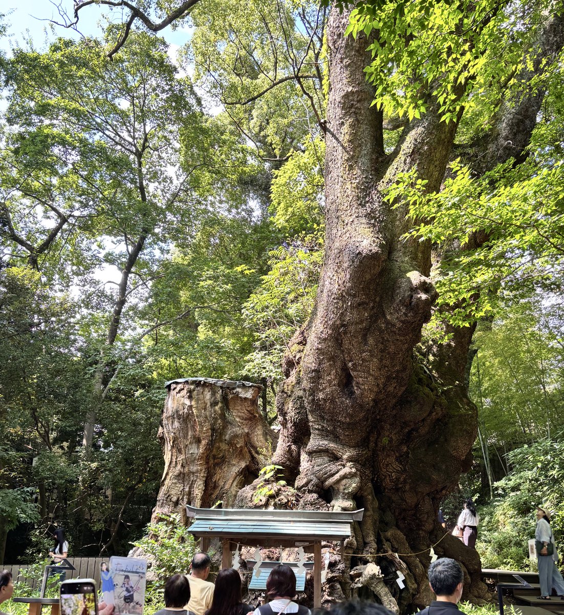 kazupanmoney's tweet photo. 来宮神社にいってきました⛩️
IDOL3.0オーディション参加のメンバーがどういう想いでここを参拝したのか
そして今、それぞれの立ち位置はどうなのか
いろいろ考えると感慨深いものがありました
それぞれの道、願いが叶いますように.𖥔 ݁
#来宮神社
#IDOL 3.0
#OVERSE
#WHITESCORPION
#RainTree https://t.co/4eMqzK3MCL