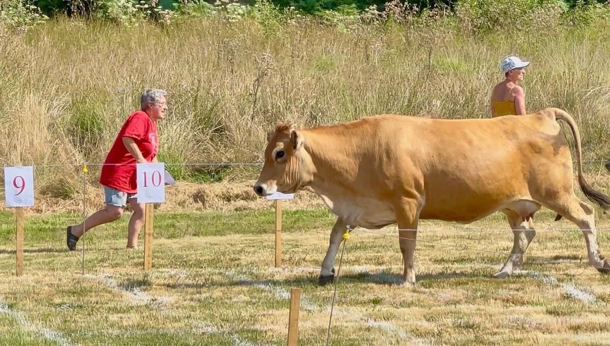 Une bouse pour l'histoire : Royère-de-Vassivière a accueilli le tout premier Loto Bouse de Creuse ! 🐄
➡️ l.ici.fr/NKv