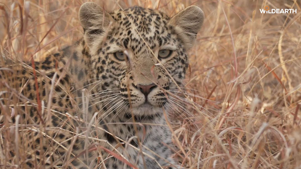 WildEarth tweet media
