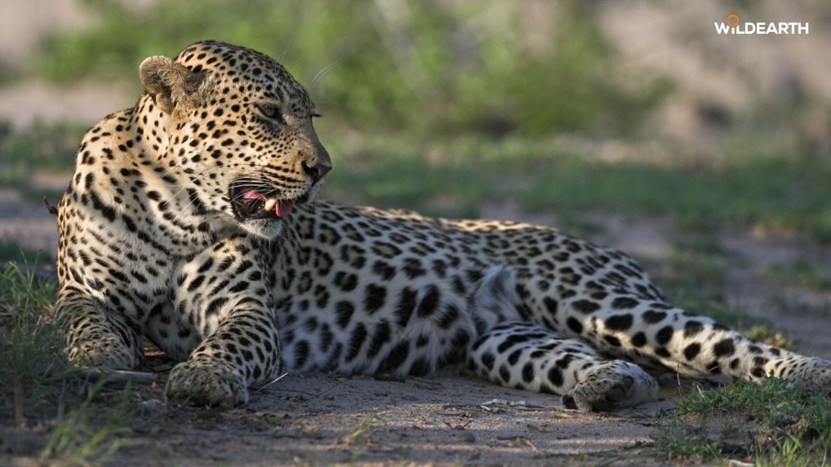 WildEarth tweet media