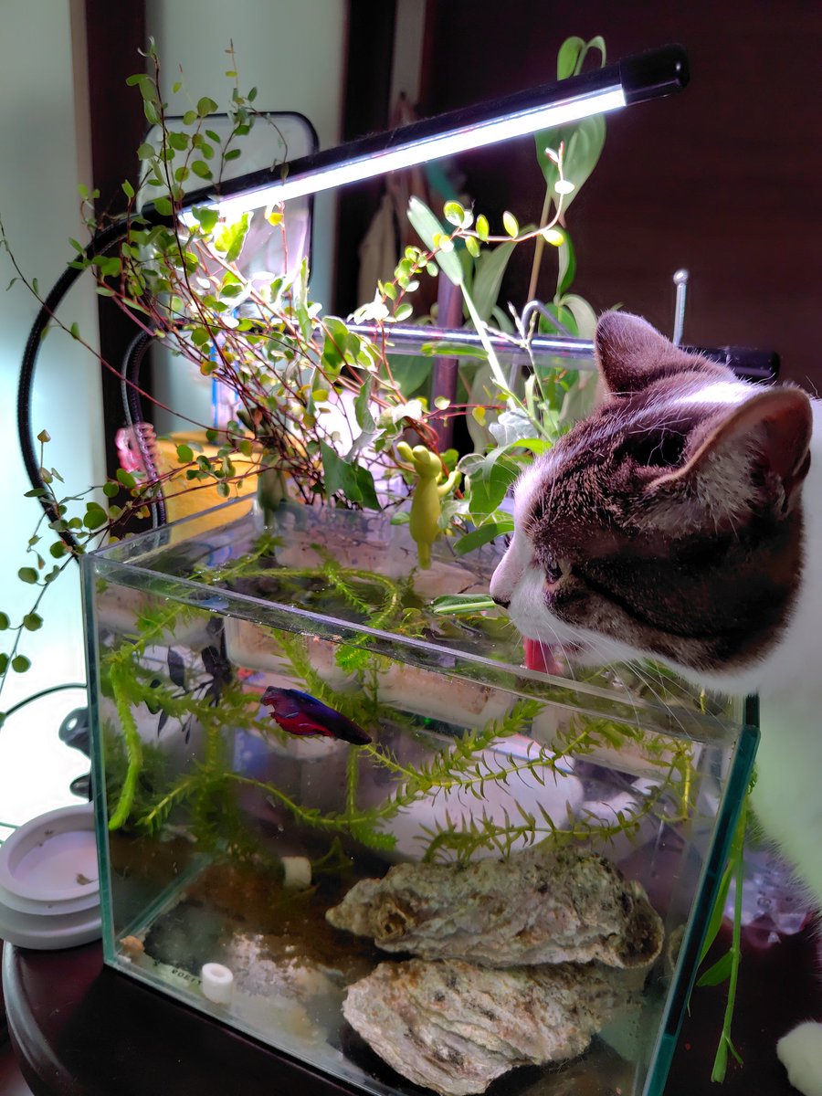 dHTss3kd8dlrKlu's tweet photo. メダカ水に引き続き、ベタ水も美味しくいただいております(ΦωΦ)

ベタさんがんばれ～ https://t.co/vjUZRA1cNa