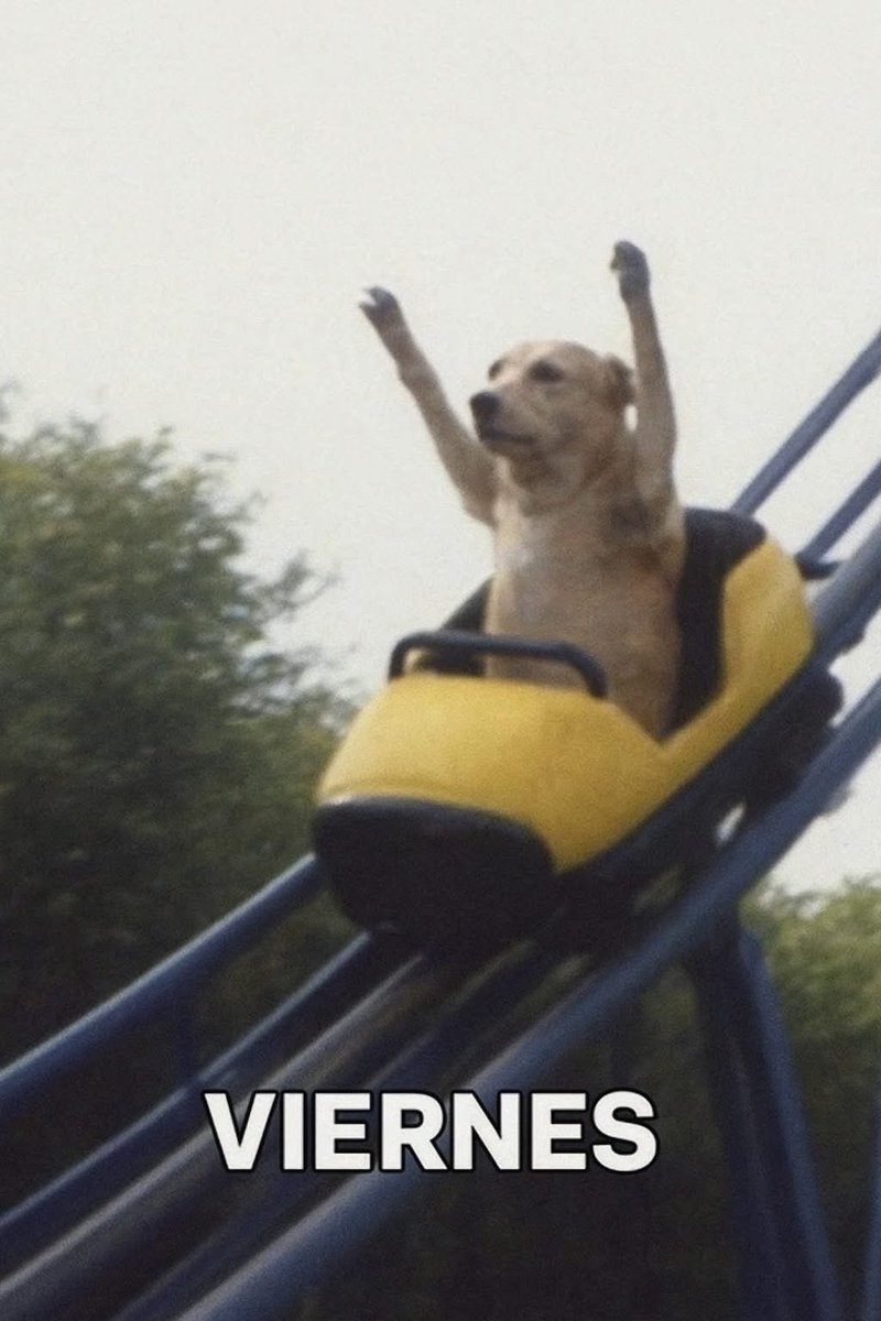 Dilo con perritos (@diloconperritos) on Twitter photo 