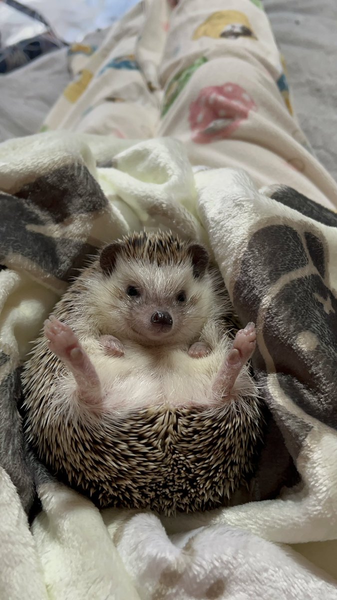 日本ハリネズミ協会 (@p_hedgehog_jp) / X