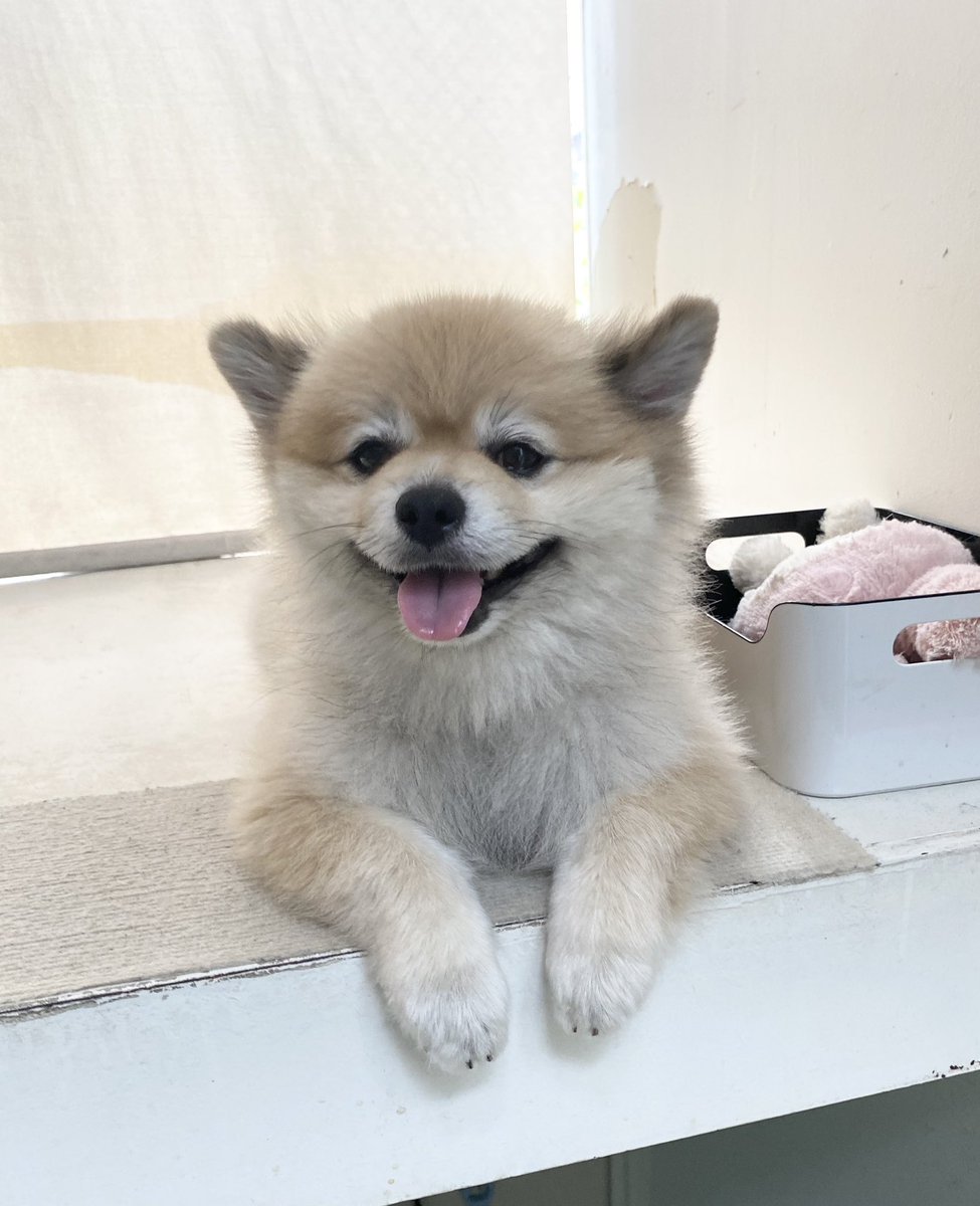 デカポメ🐶⛩️ポルくん🗼 (@AccessoryshopF) / X