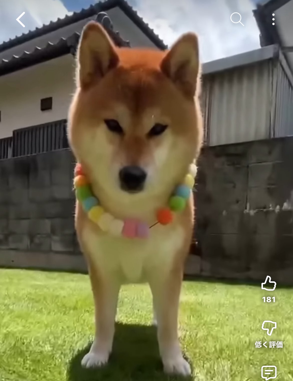 柴犬好きさんと繋がりたい - Search / X