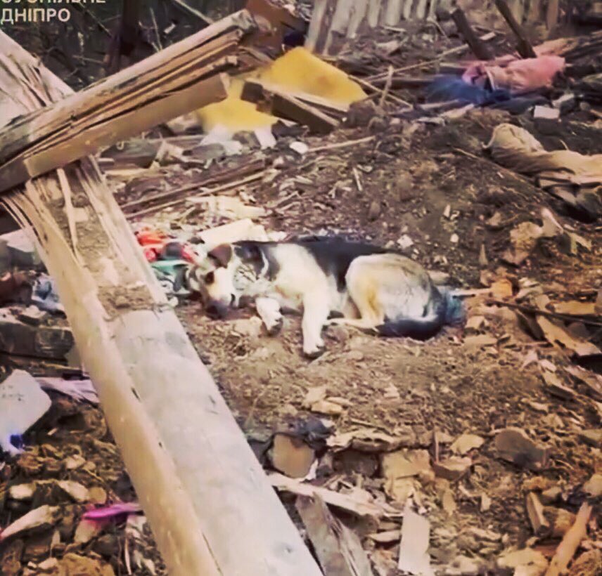 Usama_Backhair's tweet image. ^^^Sure! We have a nice new photo of him being owned by a foreign dictator, to go with the one from Helsinki. Charming. 😐🙄

(Pic 1) A Ukrainian pet dog lies atop rubble of his former home, his owner beneath it.
(Pics 2 &amp;amp; 3) Helsinki Groveling.
(Pic 4) Alaska ball gargling.