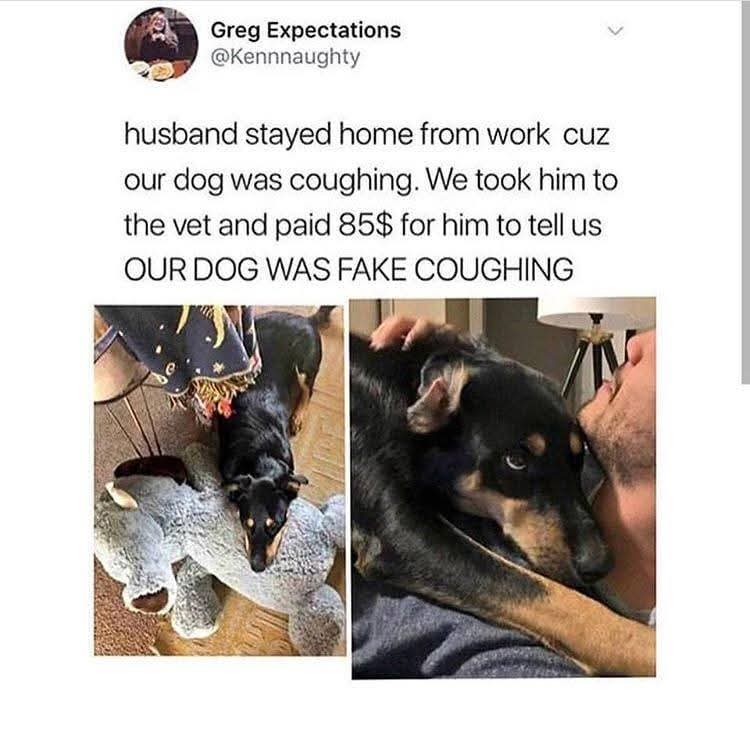 "Dog intentionally fake coughs to get more attention, if this isn’t intelligent behavior I don’t know what is."

reddit.com/r/likeus/comme…