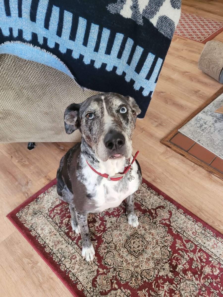 Oobagoo's tweet photo. @Runabayo dog picture https://t.co/n5hDFePB6i