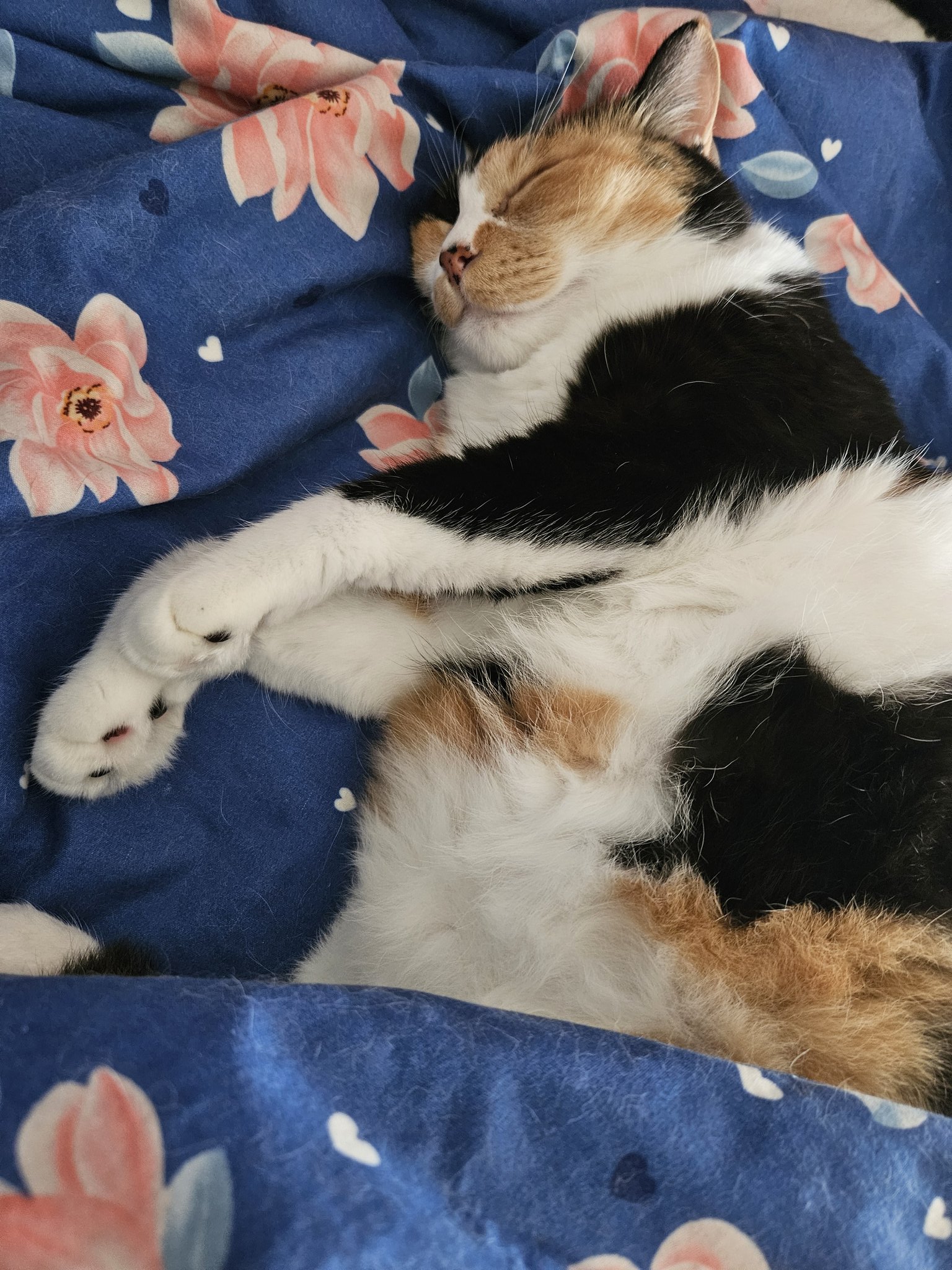 ❤️最大２０%割引き開催中❤️naru 万博、恐竜、お祭り、友達と遊んでクッキー作って仕事して あっ