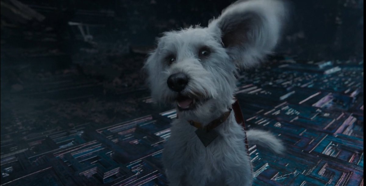dcperfectshot_'s tweet image. Krypto the Superdog