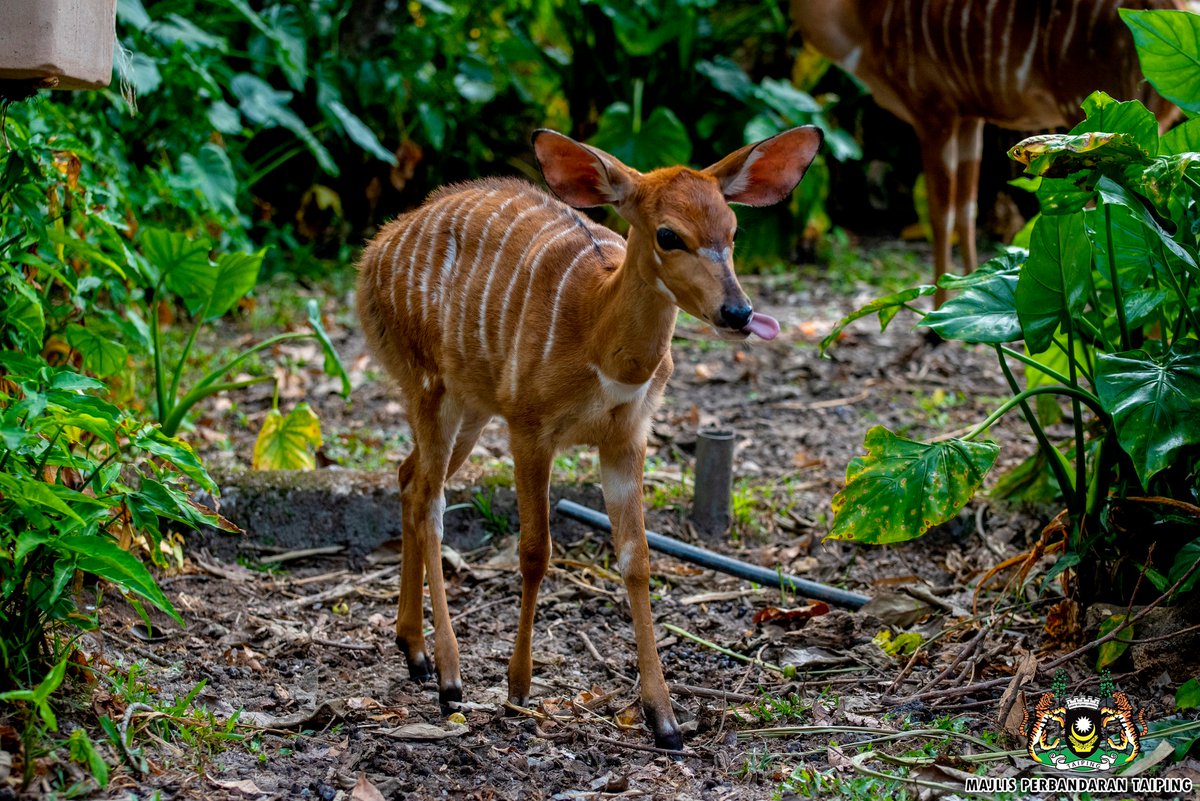 MPTaiping's tweet photo. KELAHIRAN HAIWAN BAHARU DI ZOO TAIPING &amp; NIGHT SAFARI
5 Ogos 2025 - Zoo Taiping &amp; Night Safari (ZTNS) mencatat kejayaan konservasi menerusi kelahiran beberapa beberapa spesies hidupan liar baharu bagi tempoh Januari hingga Jun 2025. https://t.co/MEqiwWX7xE