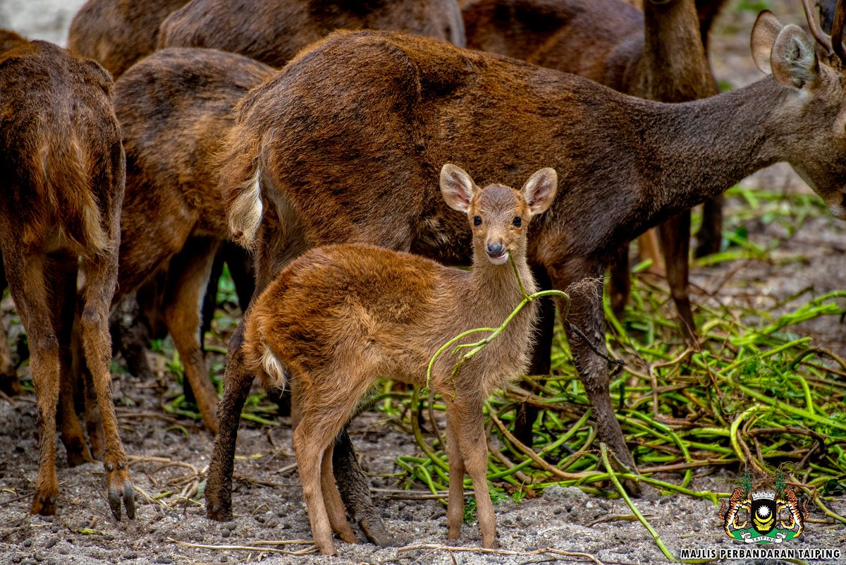 MPTaiping's tweet photo. KELAHIRAN HAIWAN BAHARU DI ZOO TAIPING &amp; NIGHT SAFARI
5 Ogos 2025 - Zoo Taiping &amp; Night Safari (ZTNS) mencatat kejayaan konservasi menerusi kelahiran beberapa beberapa spesies hidupan liar baharu bagi tempoh Januari hingga Jun 2025. https://t.co/MEqiwWX7xE