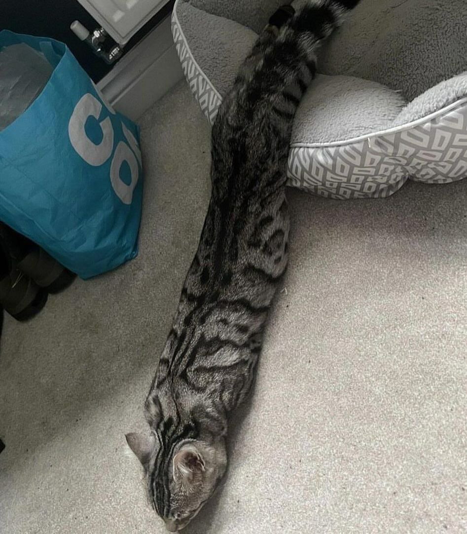 koolaidlemonad1's tweet image. im collecting shapes