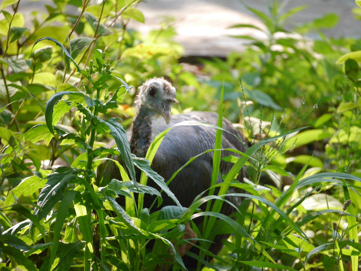 August 15

Astoria in The Battery 

#birdcpp