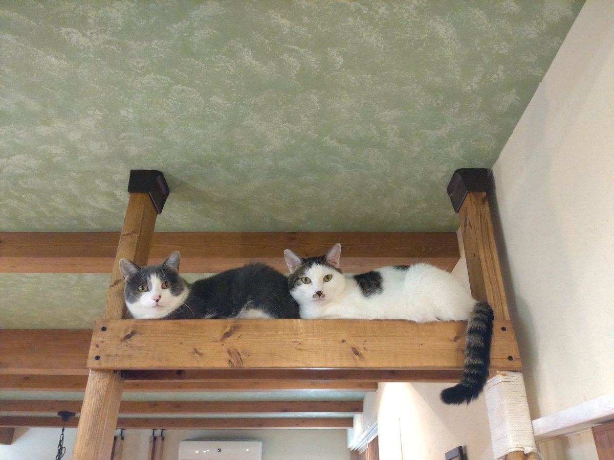eightacq's tweet photo. 直列
#ねこのいる暮らし https://t.co/McmU09ylvq