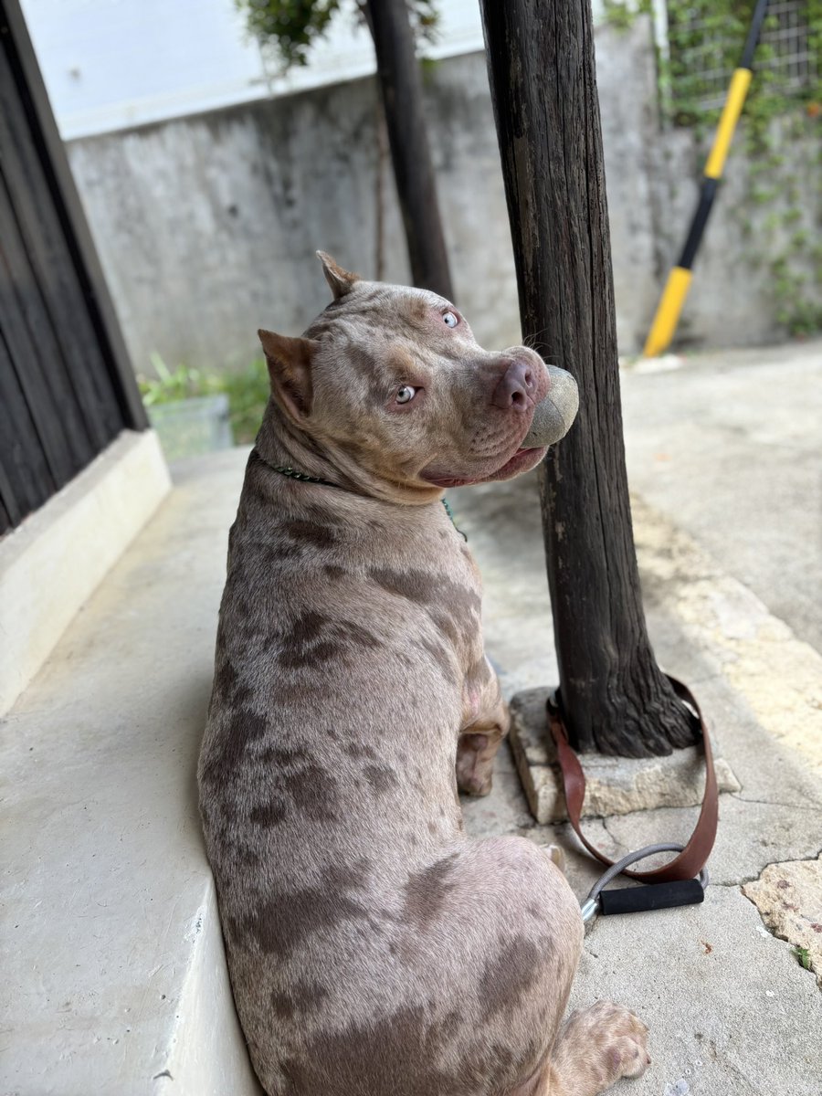 memepcho's tweet photo. まだかわいい！

この子はイカつくなるんだろうか

#アメリカンブリー
#デカ犬 https://t.co/pW6Qzhlzgf