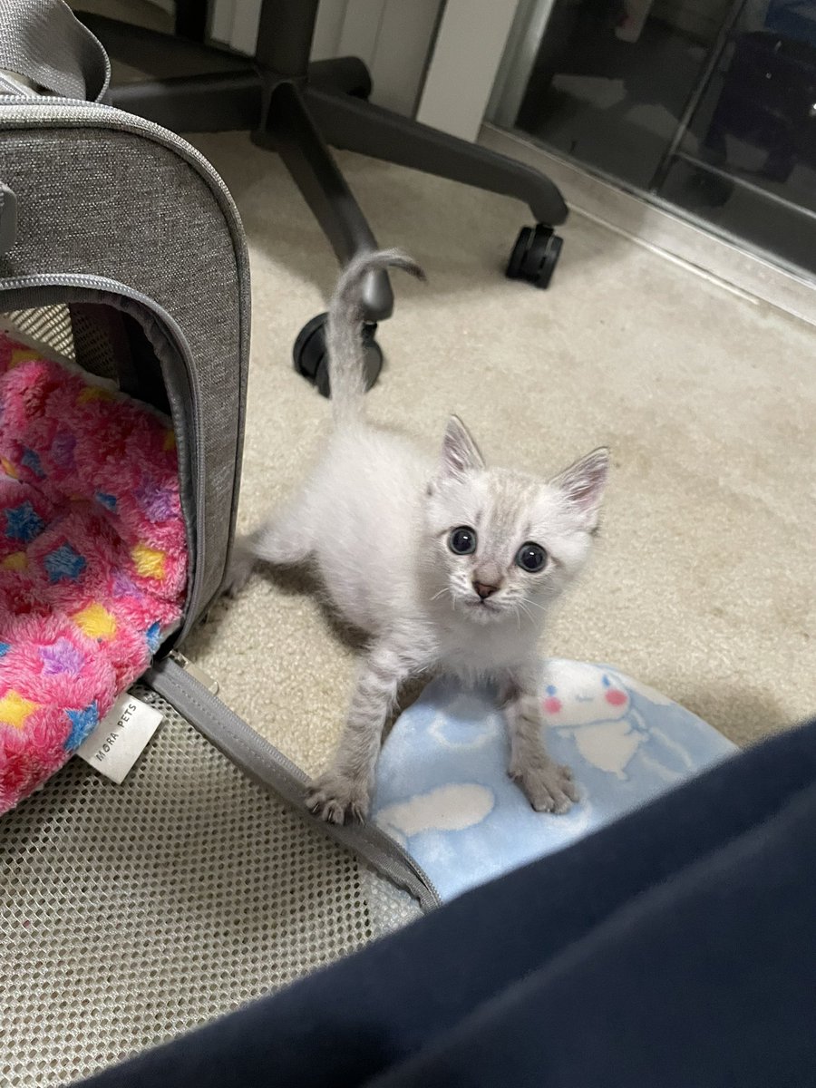 feederofcats's tweet image. Just realized as I was being assaulted by this thing that he and Bitty share the same birthday. I'm truly shaken to my core
