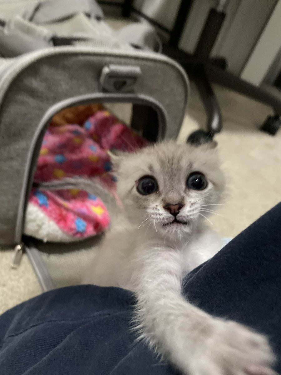 feederofcats's tweet image. Just realized as I was being assaulted by this thing that he and Bitty share the same birthday. I'm truly shaken to my core