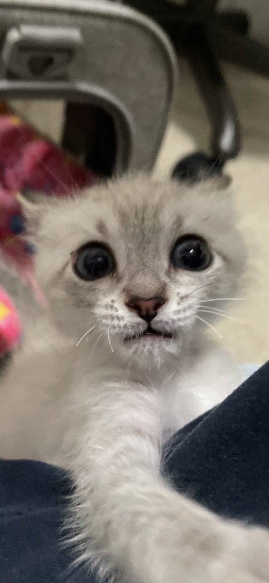 KRO_222's tweet image. his FACE skdjjfhfjgjksjs