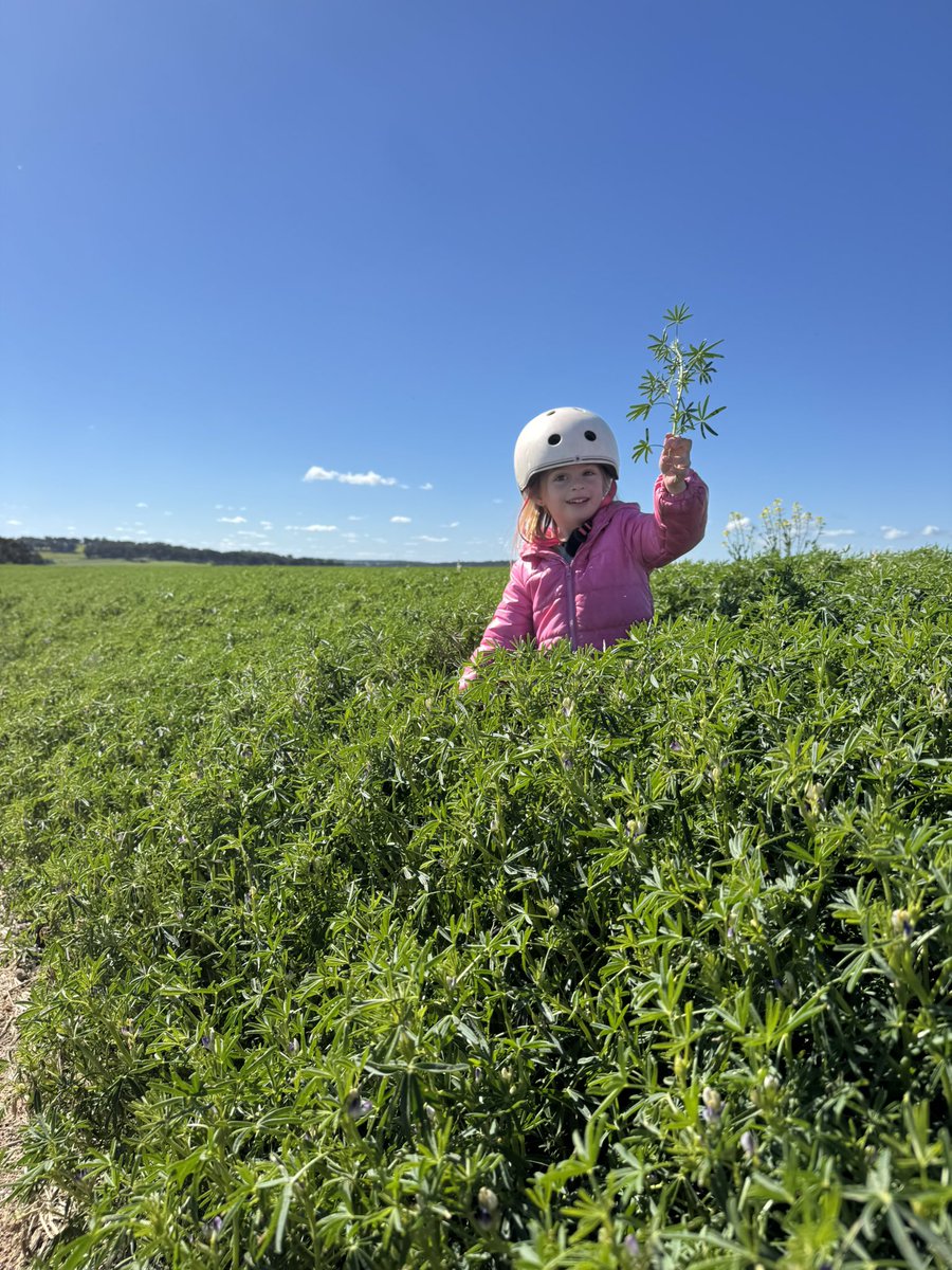 “Did you know pink stems mean the lupins are healthy?” 4yo Tilly