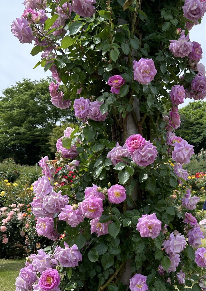 薔薇は「アークティックブルー」🌹
( The Arctic Blue )

素敵な土曜日を🌹🍀🩷🌱😊
Good  Saturday Afternoon ♪

#ArcticBlue
#アークティックブルー