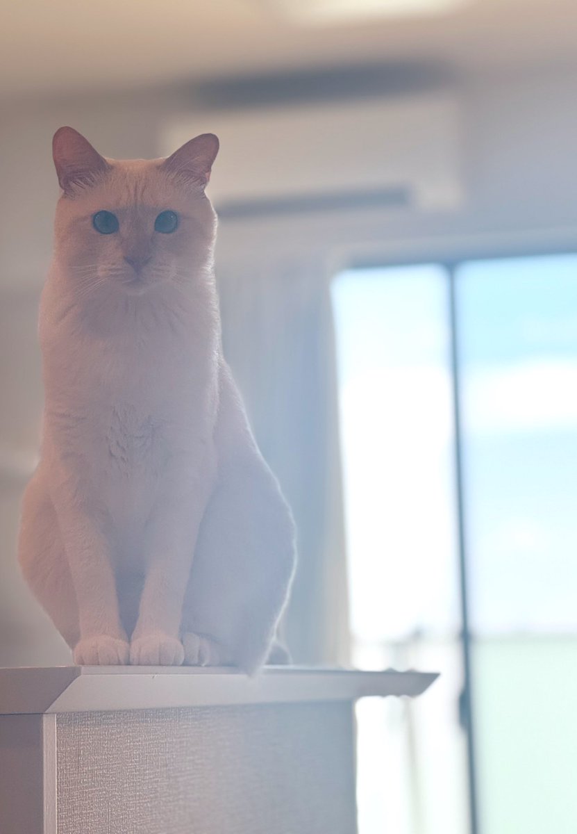 猫さえいればあとはどうでもヨーグルト