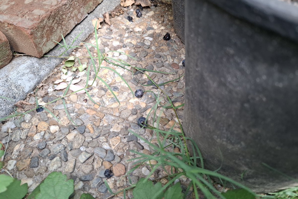 朝お水やりしたら、プリプリだったブドウがたべられてしまってるのを発見😨とうとう食べ頃を迎えたのね、、可愛くて見せびらかしてたから😂
🐀🦡🐈‍⬛。。
盛大にたべてるからおいしかったのかしら😋🍴💕、、、(未だ食したことがない主)
皮はお残しして、私みたい😂