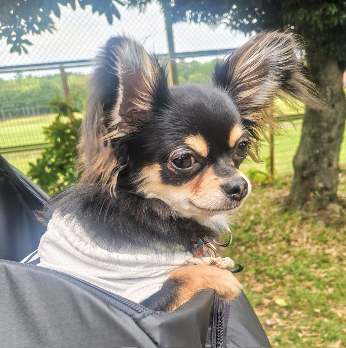 ใใใ๐ Ringo the Chihuahua (@ringo_lcc) on Twitter photo ใพใ ใพใ ๆใโ๐โฆไบบใใใฃใใๆฐดๅๆใใพใใใ๏ผใใใ๐ถใฏๆฐดใซใใใใณใฐ็จใฆใงใใใใผใใๆบถใใใใใใใฉใคใใใใชใขใตใใชๅ
ฅใใใใใใจใดใฏใดใฏ้ฃฒใฟใพใ๐
#ใใฏใฏ #chihuahua #็ฌใฎใใๆฎใใ ใพใ ใพใ ๆใโ๐โฆไบบใใใฃใใๆฐดๅๆใใพใใใ๏ผใใใ๐ถใฏๆฐดใซใใใใณใฐ็จใฆใงใใใใผใใๆบถใใใใใใใฉใคใใใใชใขใตใใชๅ
ฅใใใใใใจใดใฏใดใฏ้ฃฒใฟใพใ๐
#ใใฏใฏ #chihuahua #็ฌใฎใใๆฎใใ