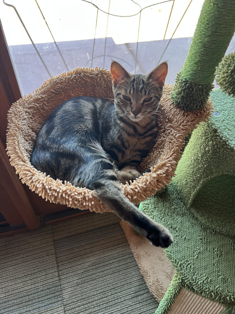 It's #Caturday! My boy, Squeezy, is getting so big (at 6 months), he's busting out of his cat hammock!