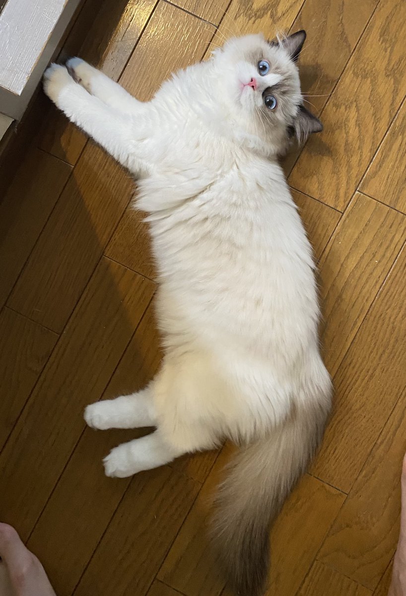 Catcastle__'s tweet photo. あっついにゃ〜〜 https://t.co/dTRrHOAekA