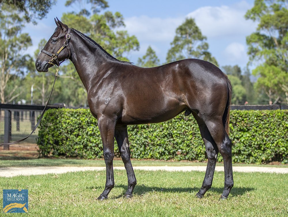 yarramanpark's tweet image. 🔹 YARRAMAN GRAD 🔹

JIMMY RECARD (Vinnie x Aquamosa) as a yearling, bought by @RacingBennett / @cmaherracing for $350,000 from our @mmsnippets draft 👏 bred by the Gall family, his dam is in foal to Hellbent! 

#IAmInvincible | #YarramanGrad