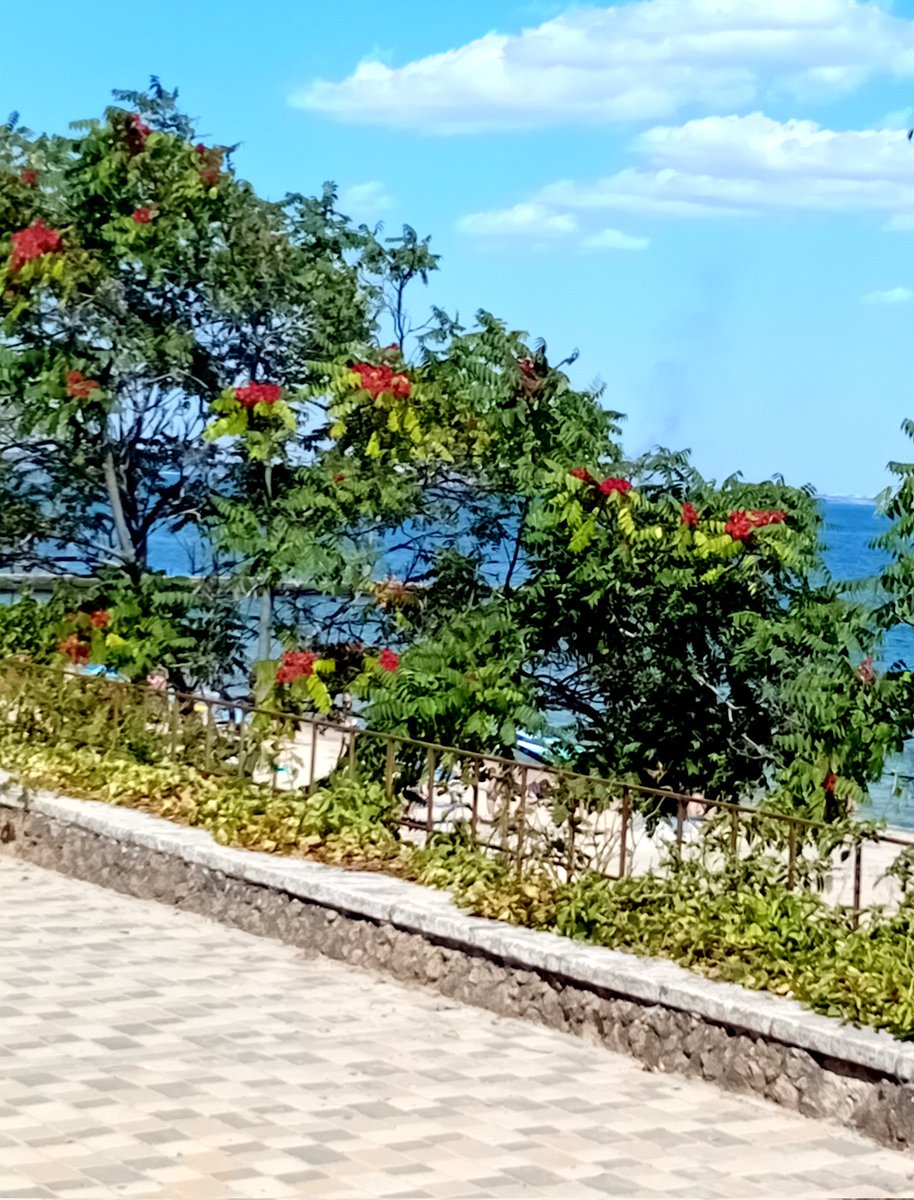 Катерина Галич tweet media