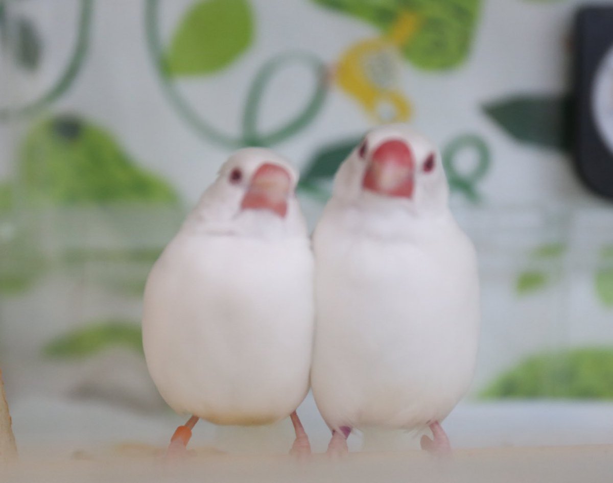 我が家で1番大きい冬獅郎くんと小柄のリンゴちゃん🍎
並んだら違いが分かりやすい
仲良しの叔父と姪っ子の関係❤️

#文鳥