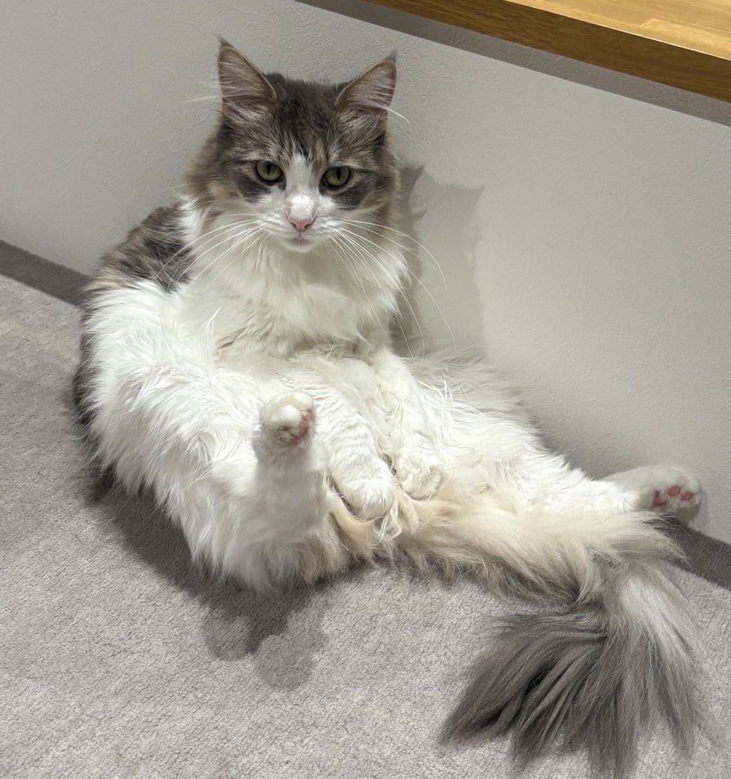 座ってるにゃんこ〜